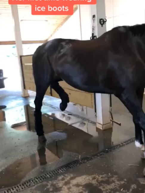 @Horses TikTok