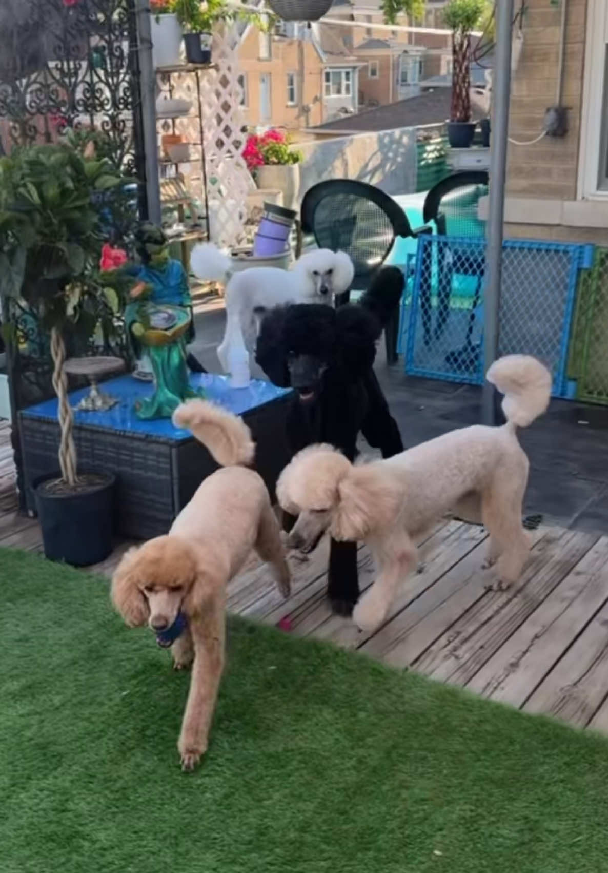 @packwalkdiaries