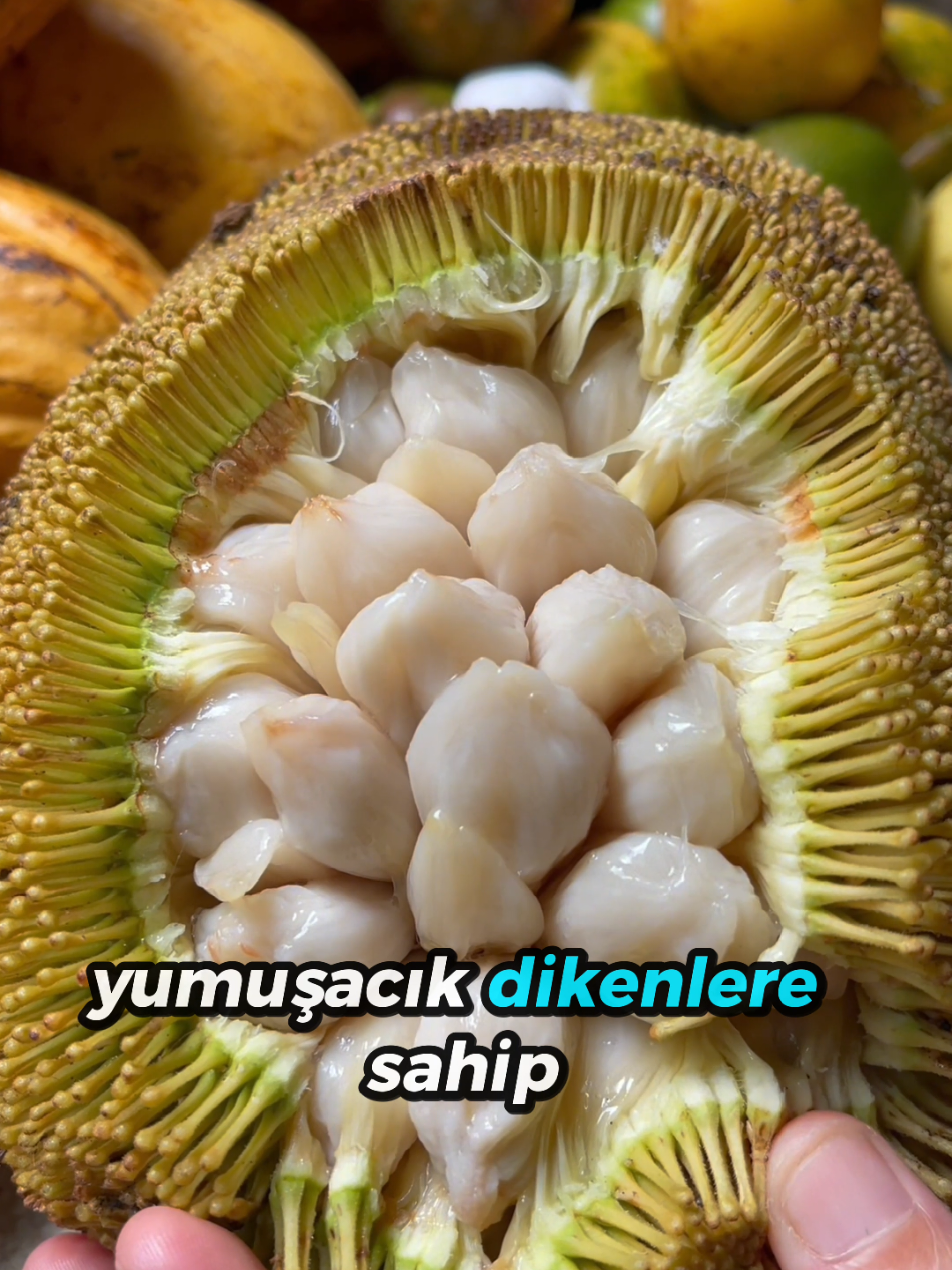 @beynegrafya