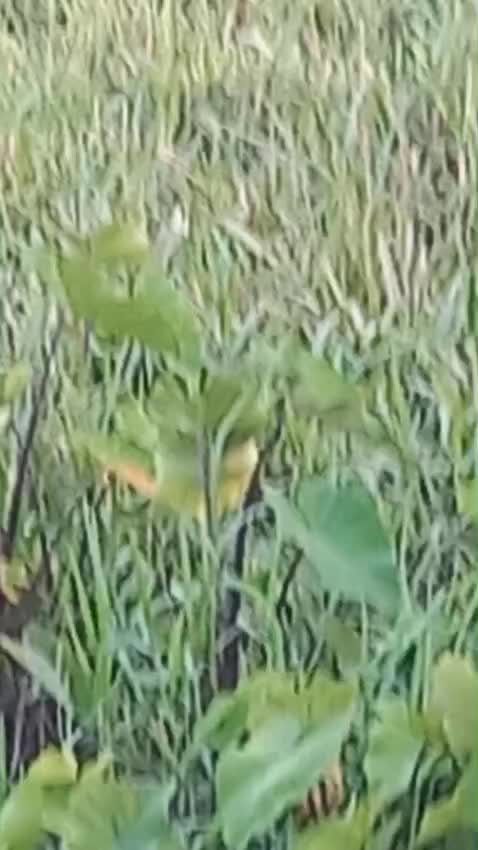 @ጠልሃል❤️❤️😘