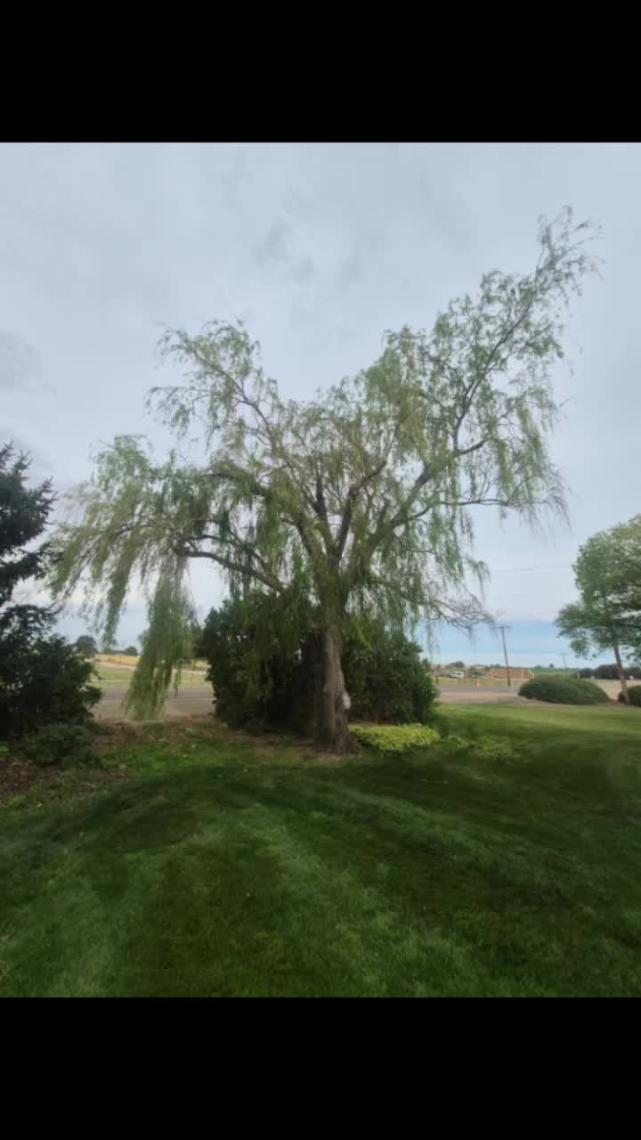 @LoyalTreeCare