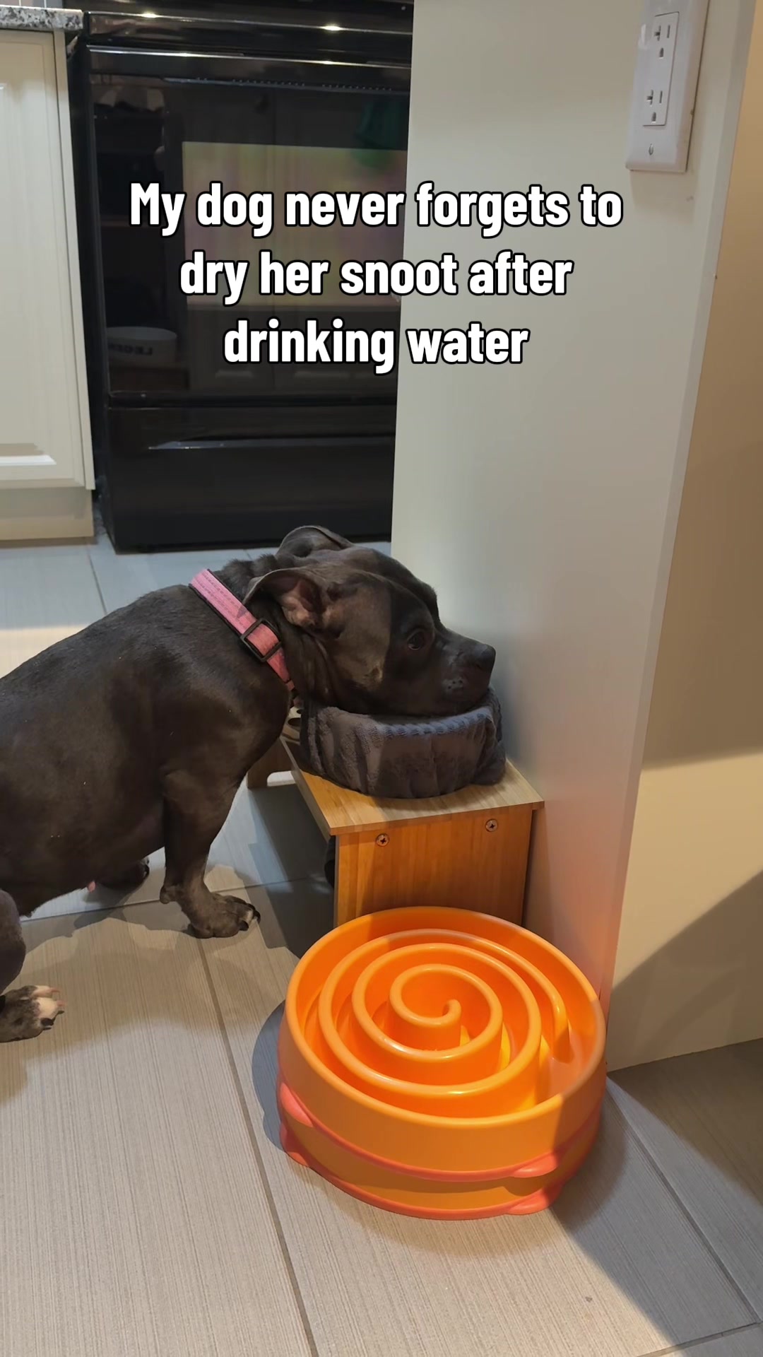 @Luna The Pittie