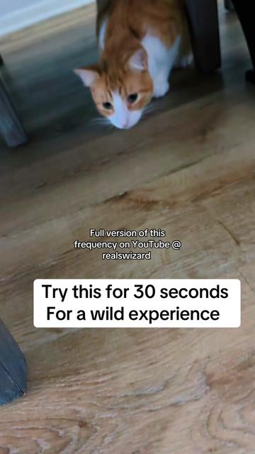 @drealswizard