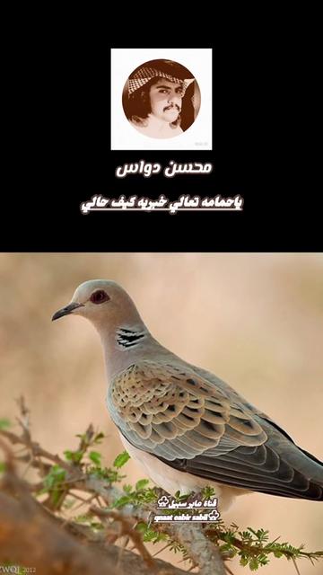 @حساب قناة عابر سبيل♧( الرسمي)