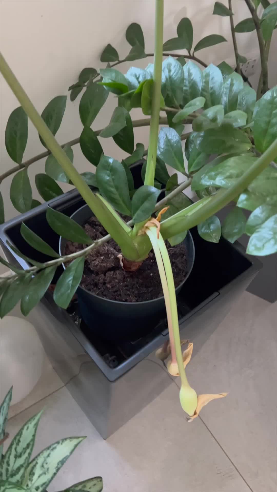 @Plant House & Garden
