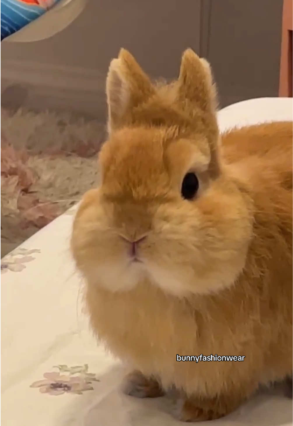 @Eggie