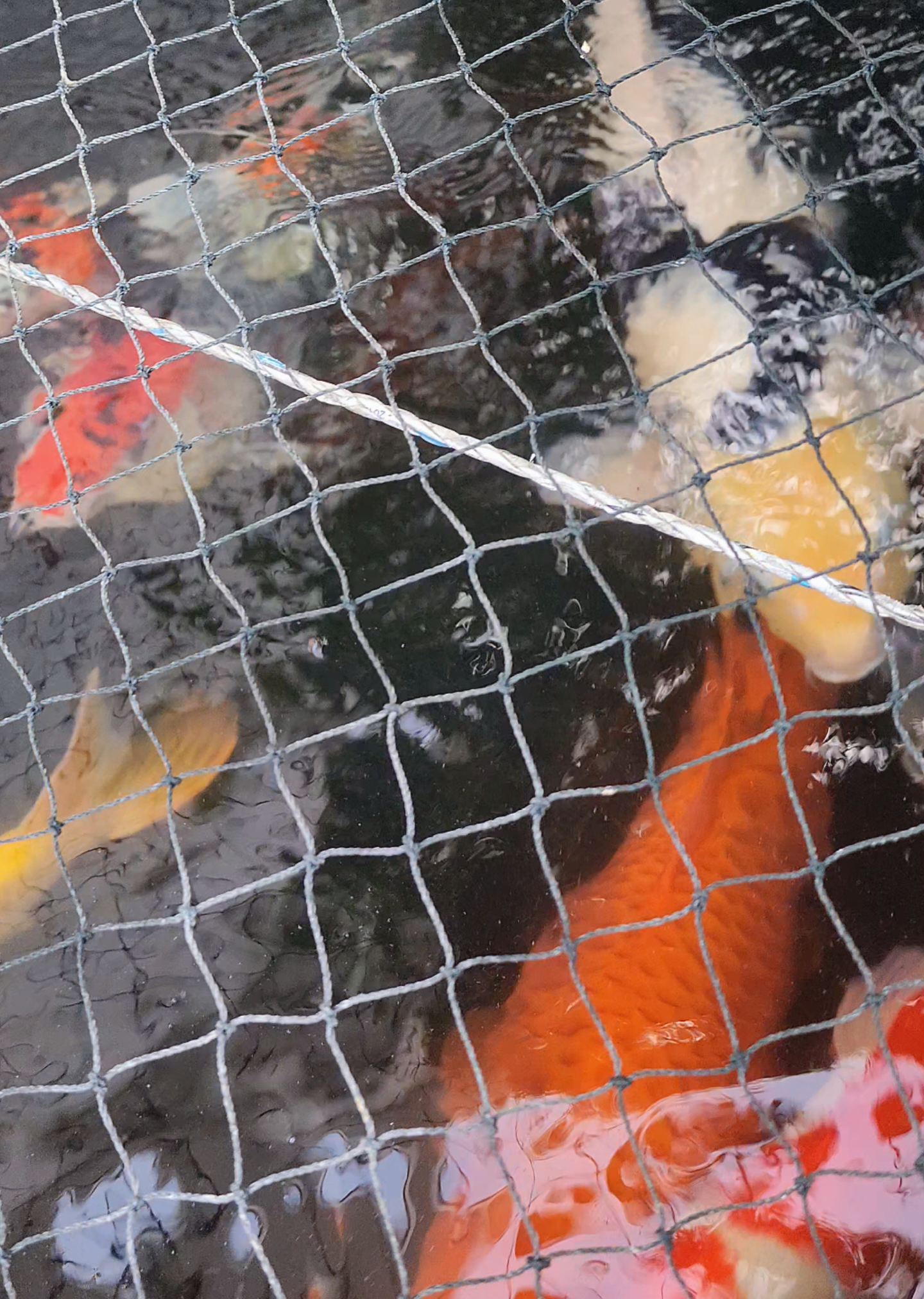 @Eka Einstein