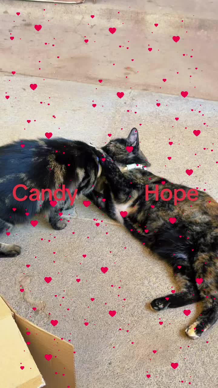 @Amri Gatitos