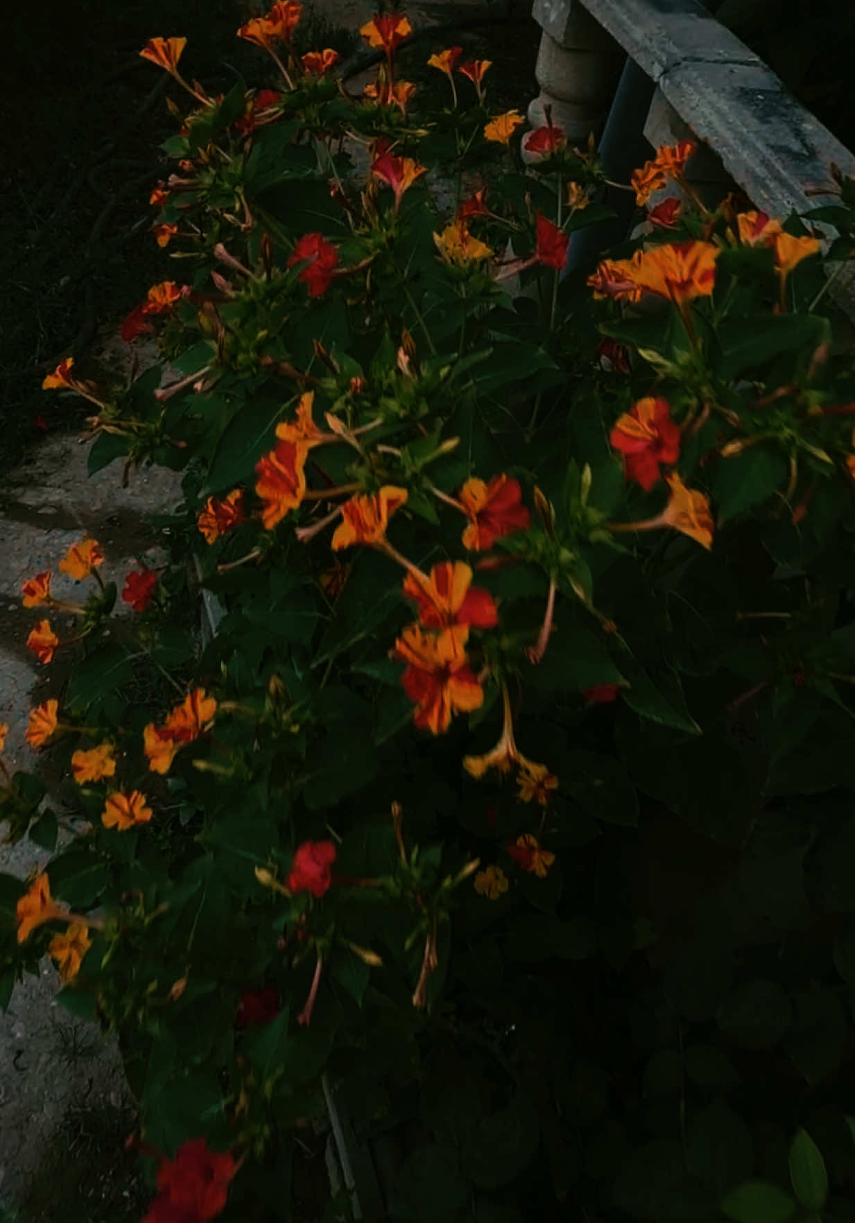 @Zehra.14