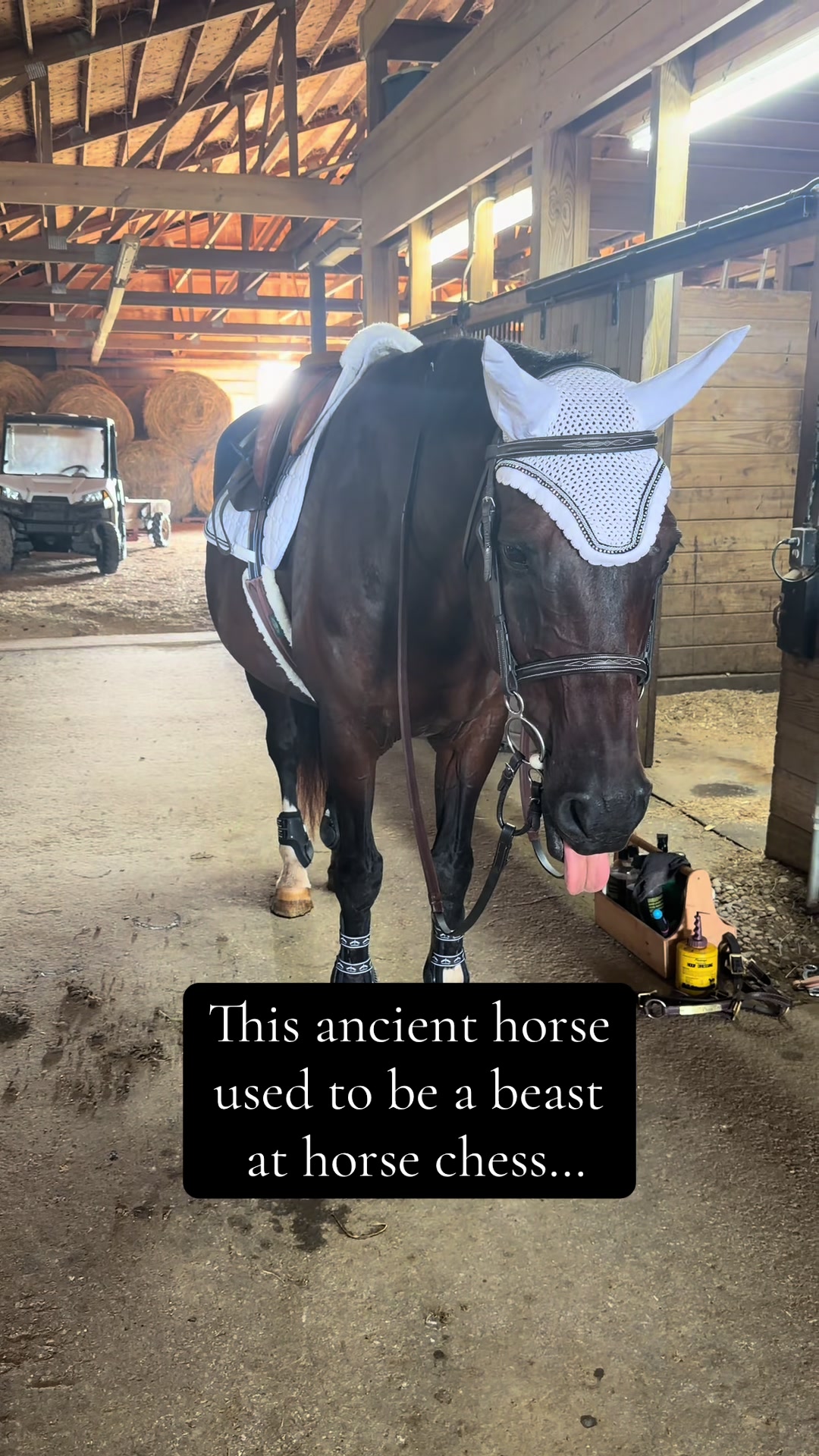 @elliemorrisequestrian