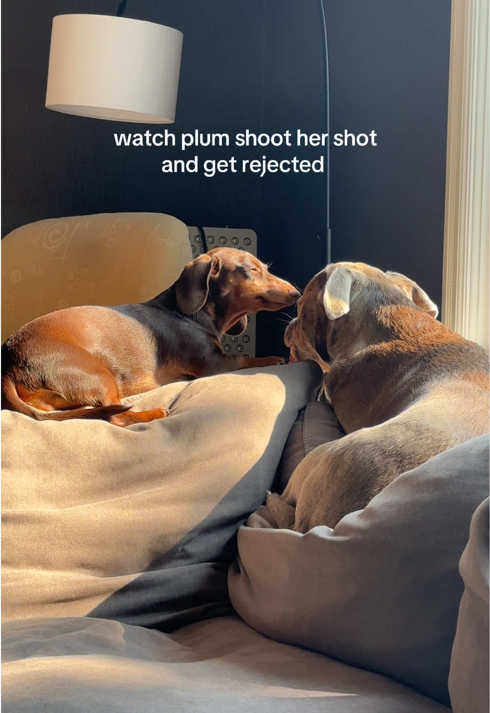 @rhubarb the doggo