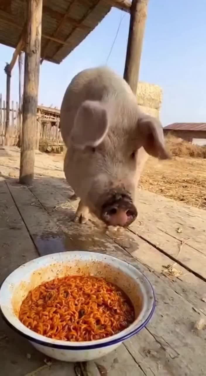 @Paw on Camera