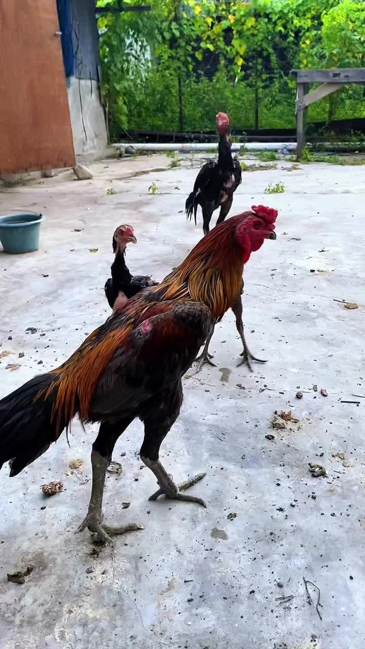 @AKBAR