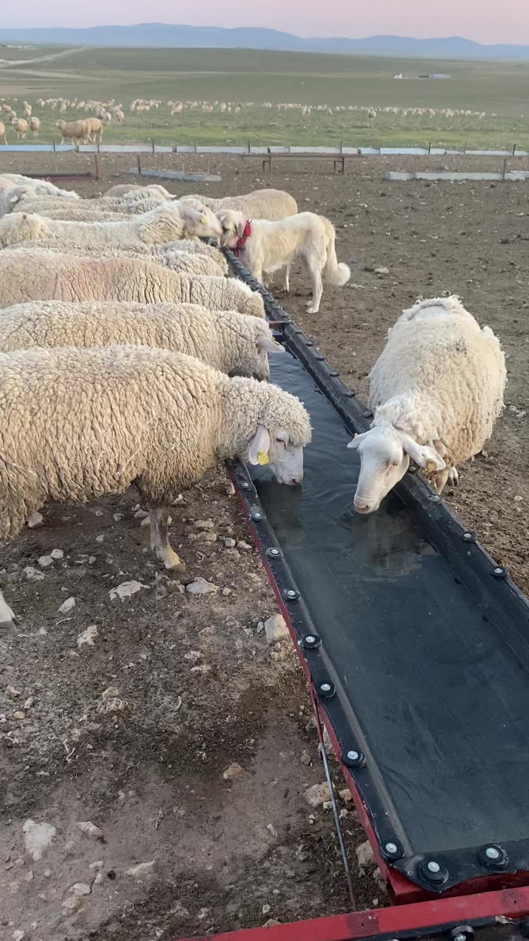 @KAPAKLIKAYA HAYVANCILIK