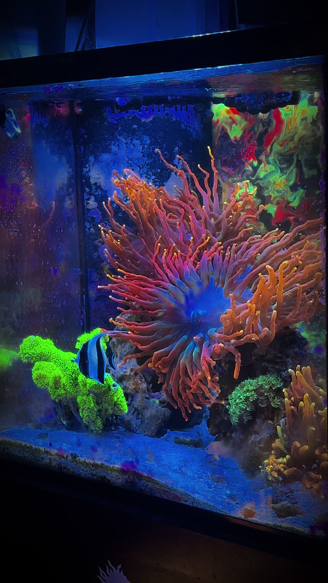 @Palmetto Reef