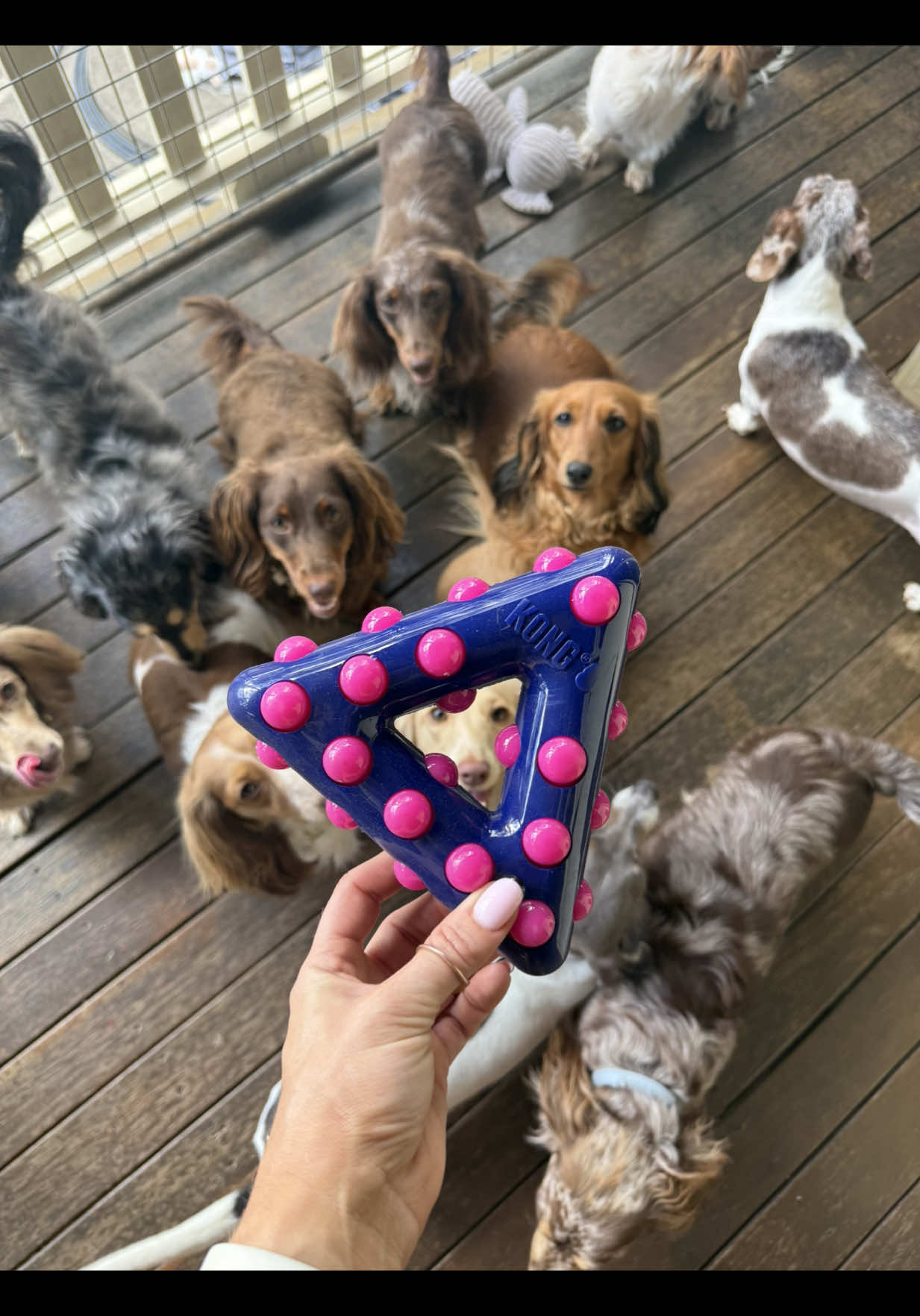 @Dachshund Dynasty