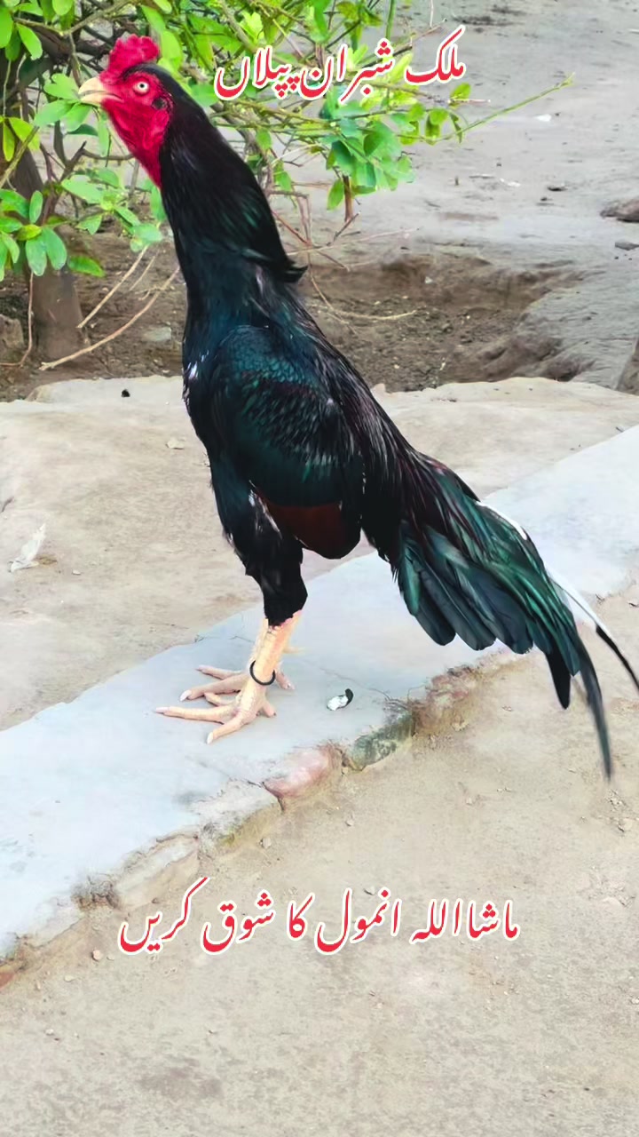 @ملک شبران اصیل گروپ 333 پپلاں