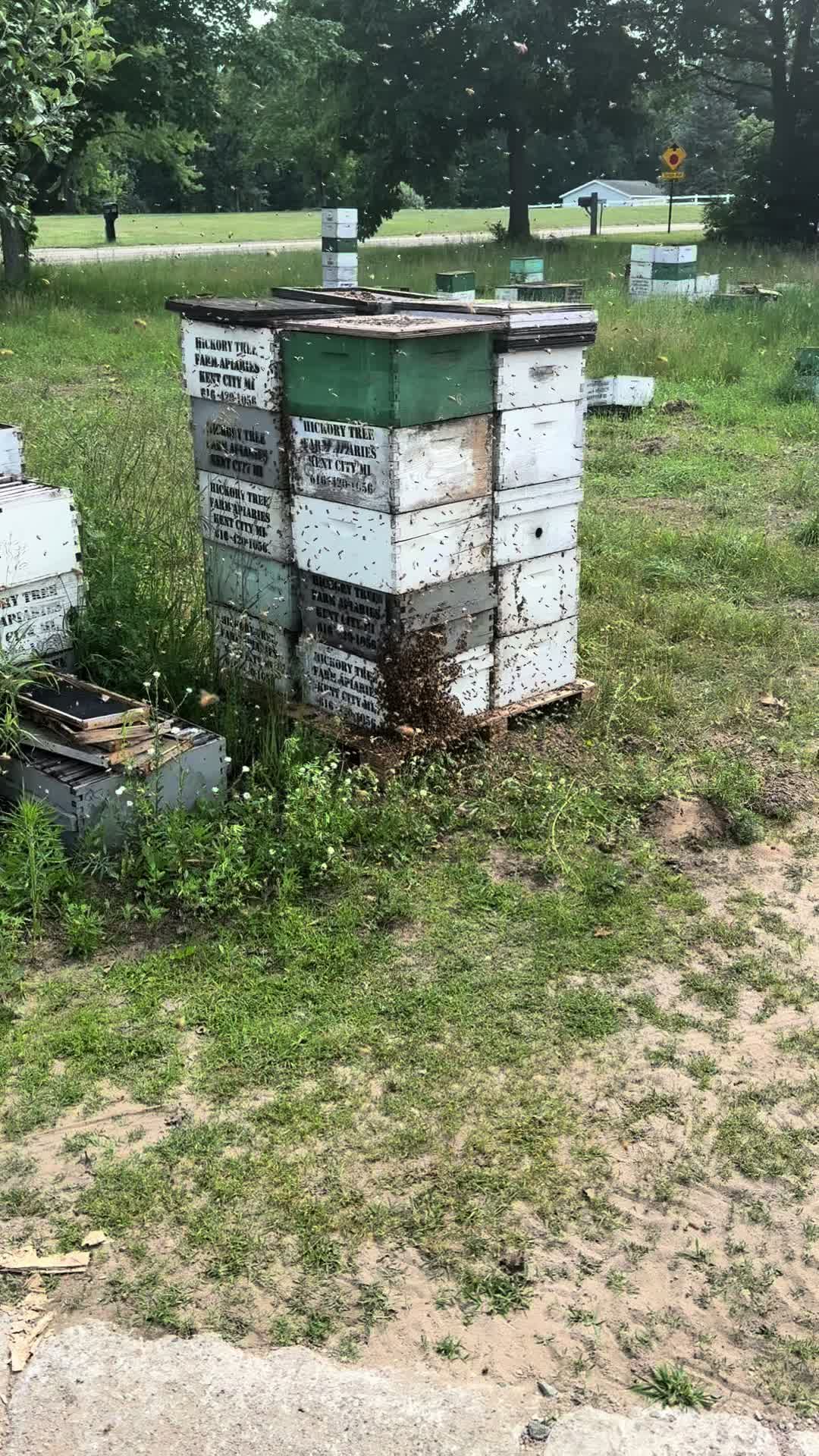 @Bearded bee man