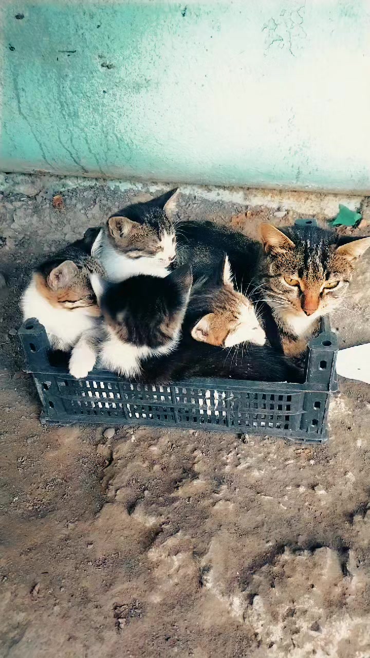 @Kedi_BULUT