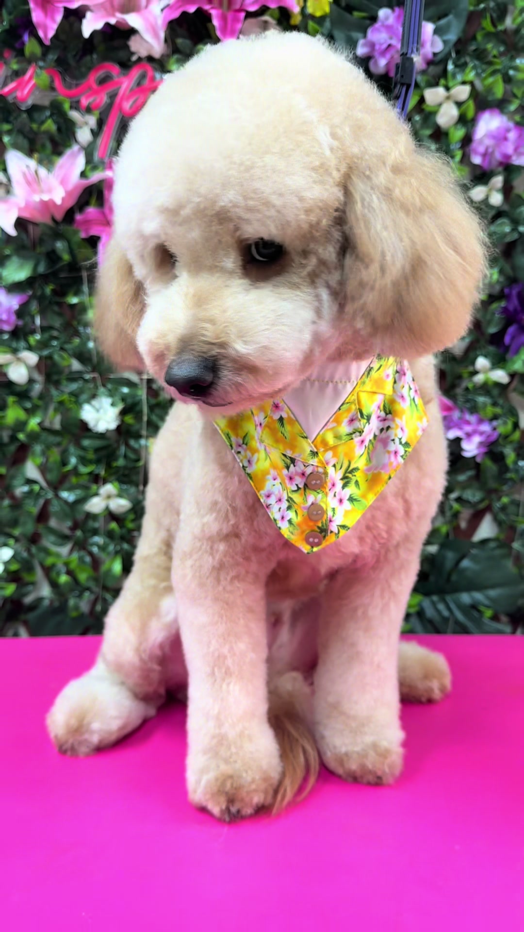 @fusionpetstylez