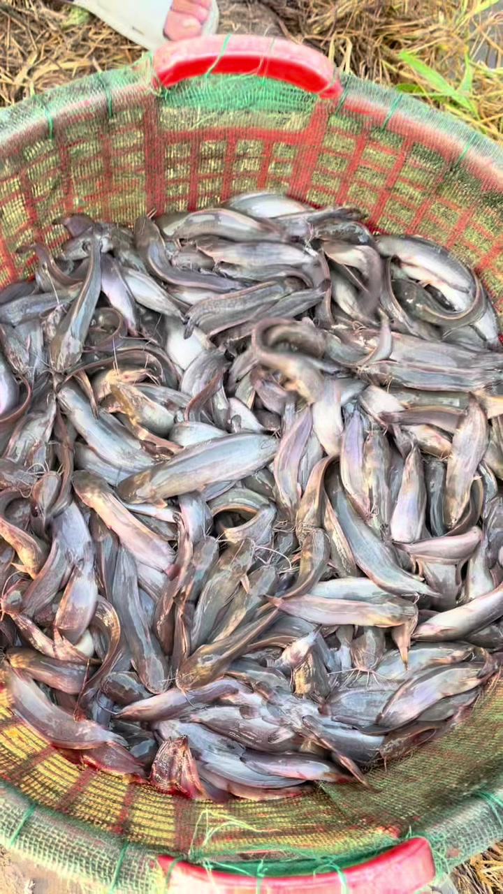 @Trại Cá Giống Quang Lâm