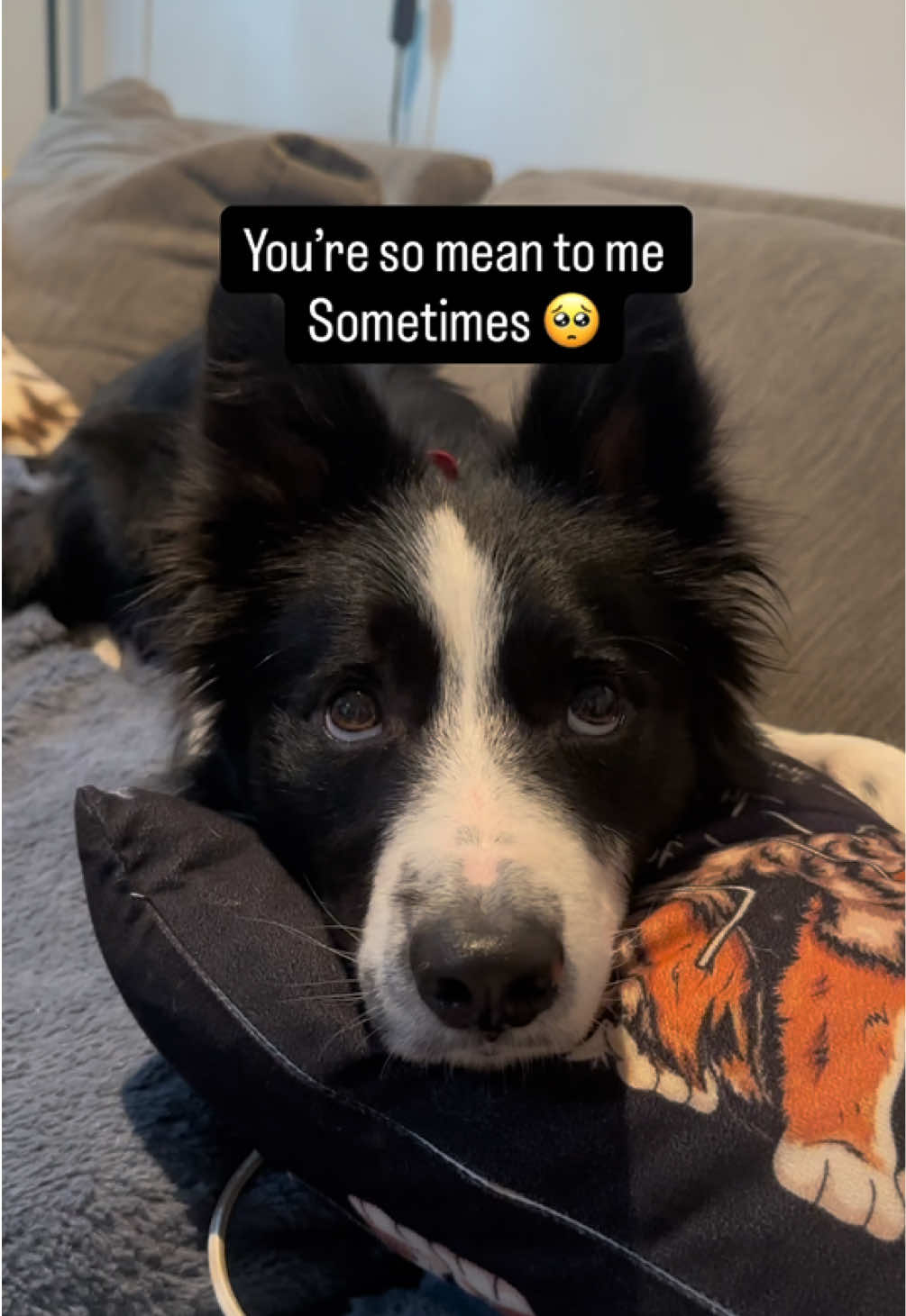 @captivatingk9s
