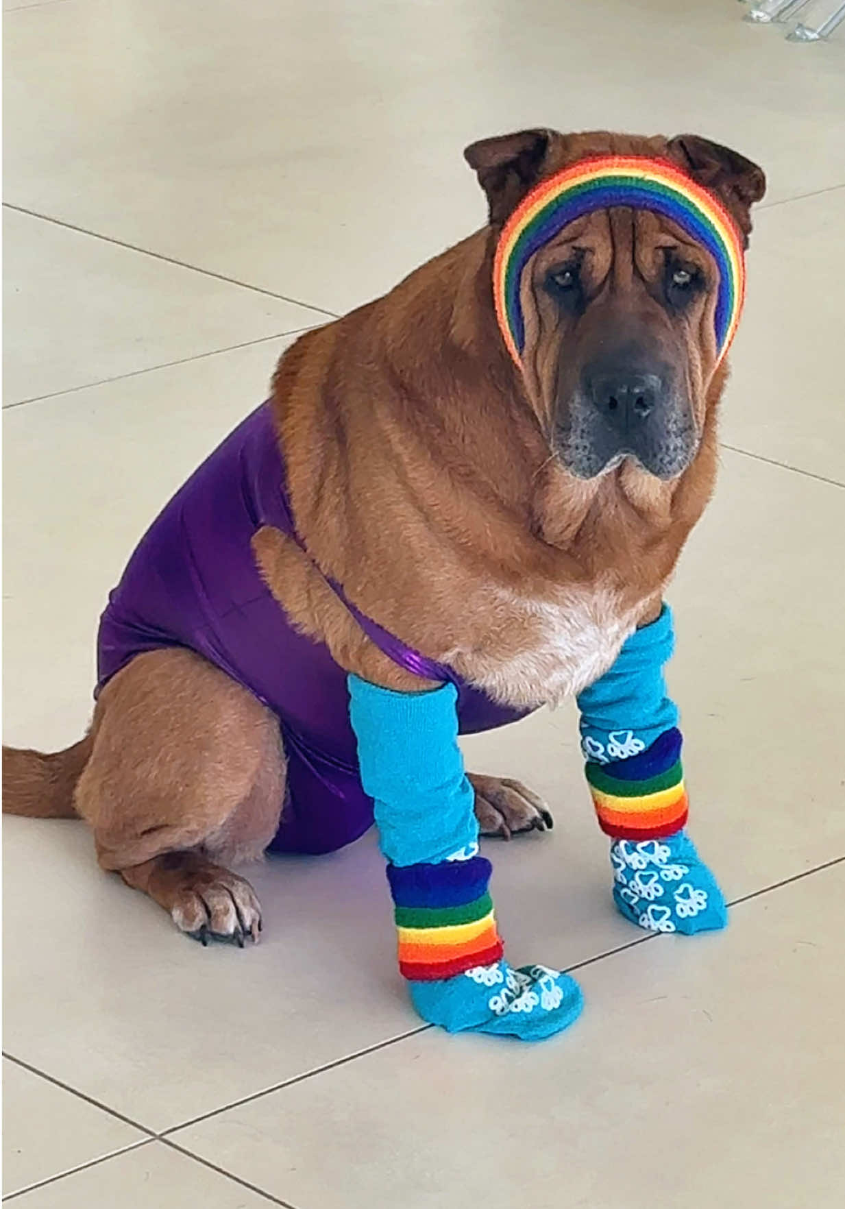 @Ryder 🐾 Rescue Shar Pei
