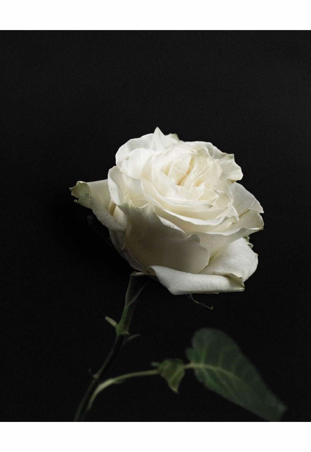 @𝓑𝓪𝓭𝓭𝓲𝓮𝓼