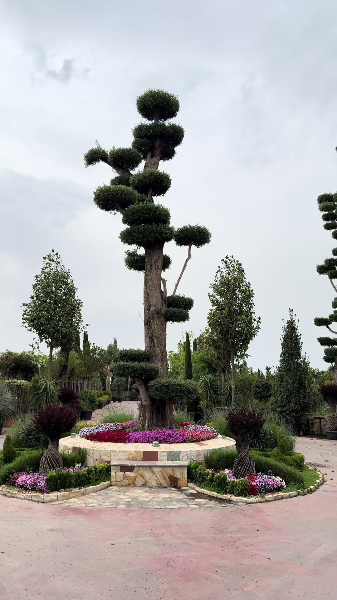 @Heaven flower .Erbil