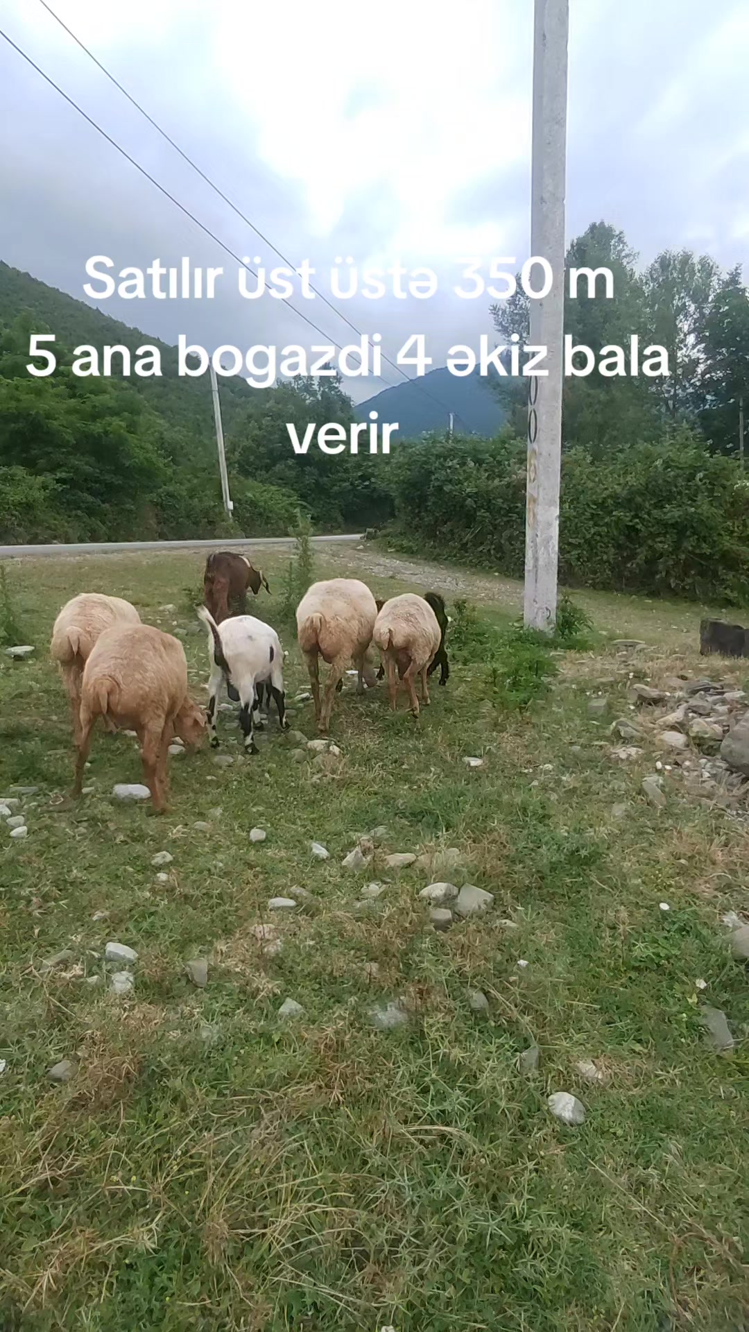 @❤CƏSUR❤Şəki🔁Bakı_Vito