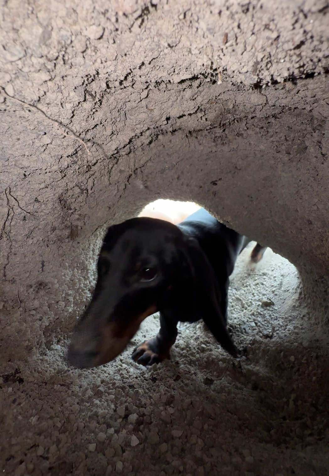 @olive the mini dachshund
