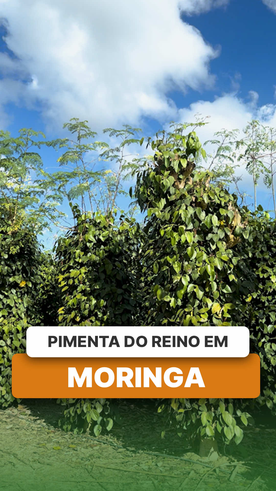 @ViveiroProMudas