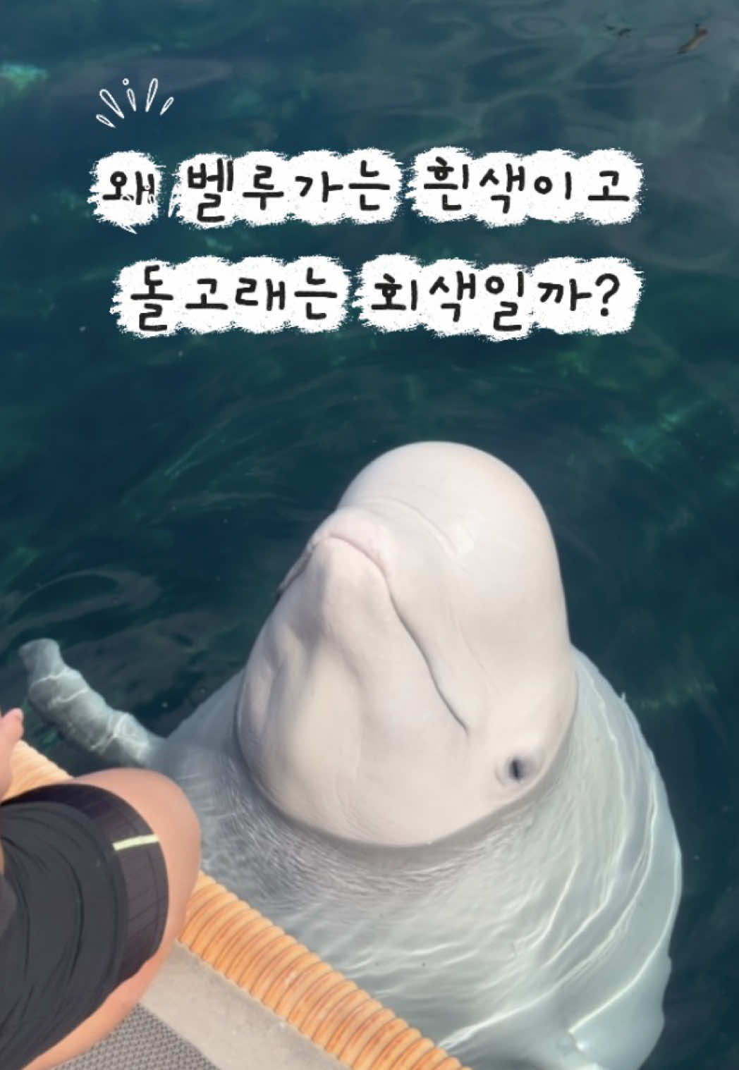 @DolphinTok