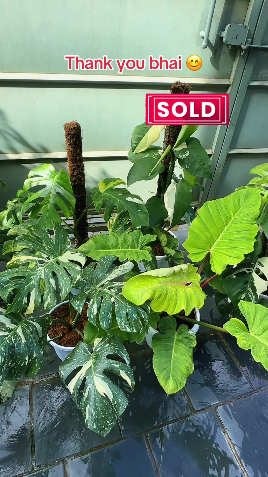 @Plantlife50
