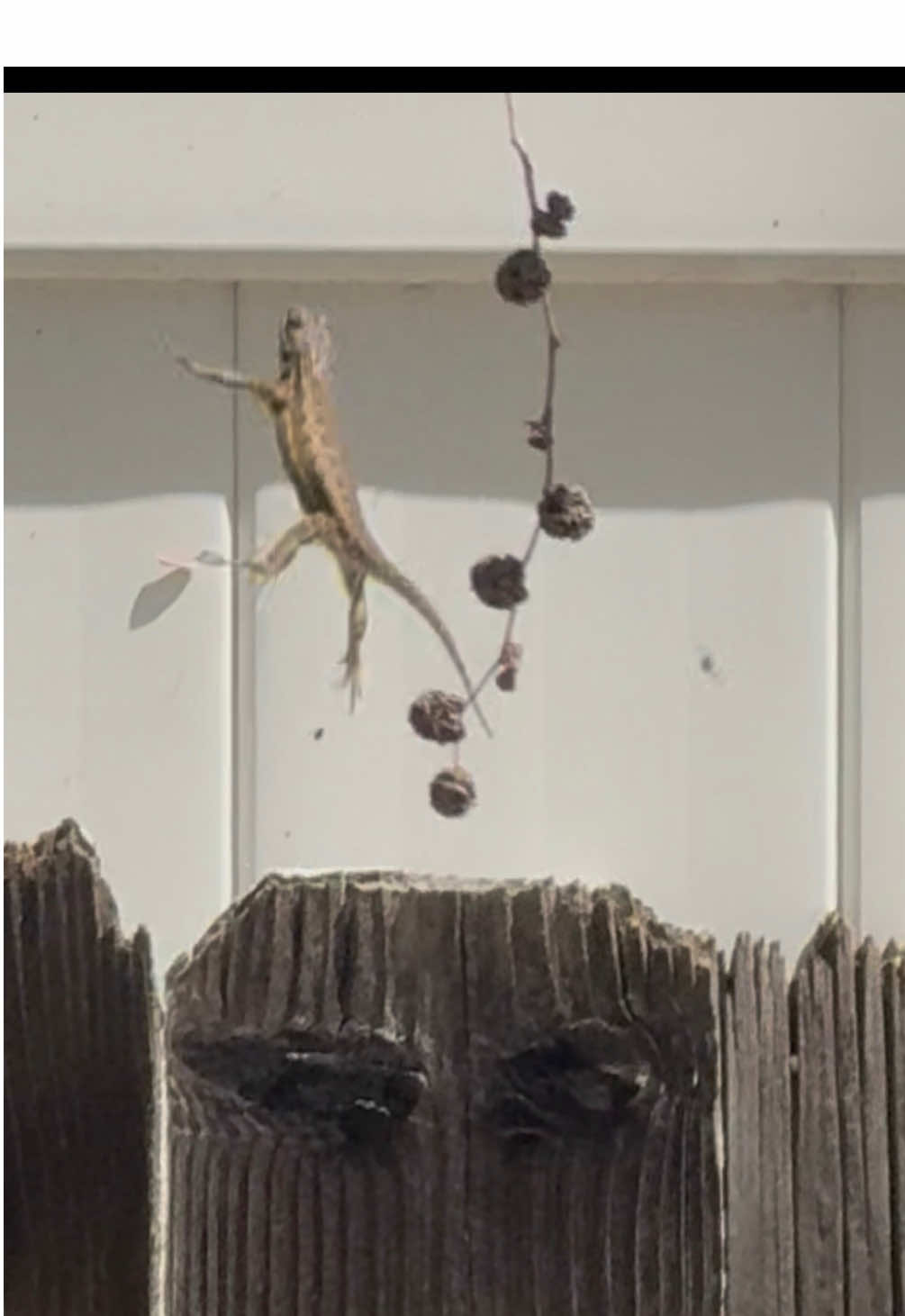 @reptileguyat