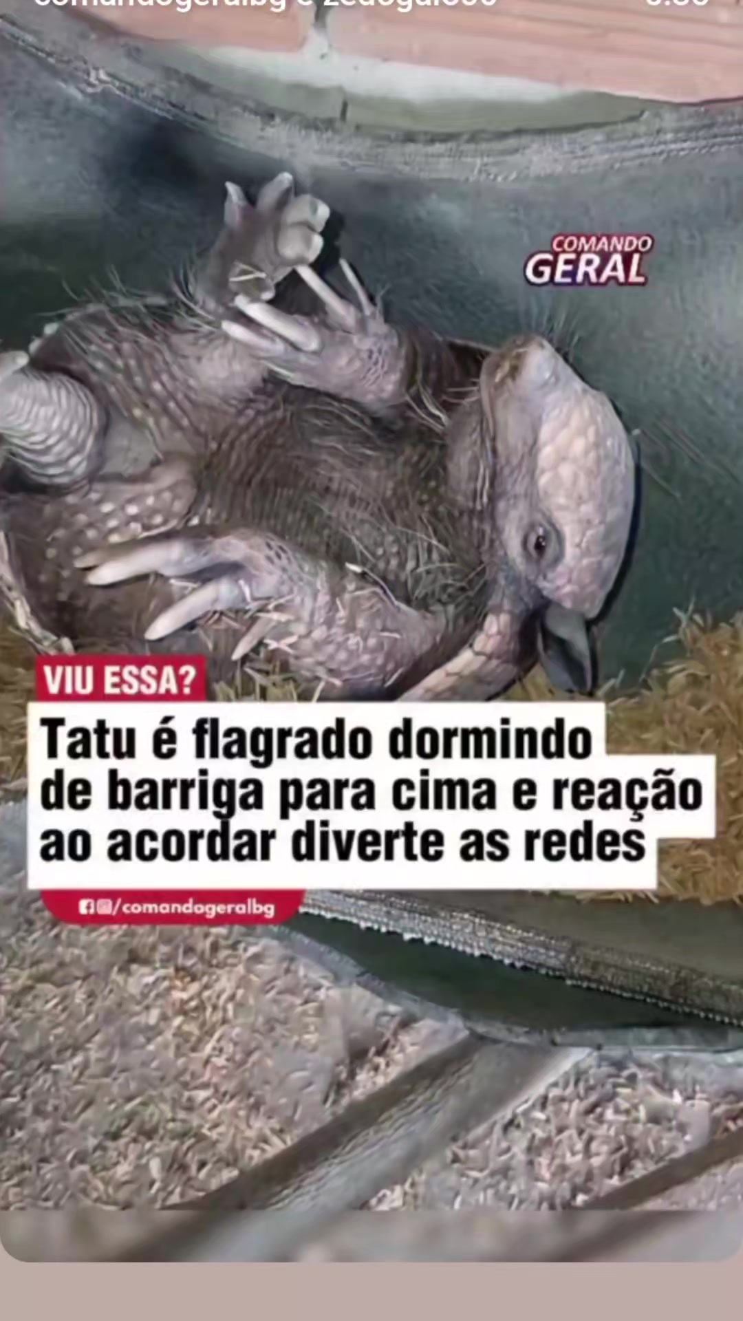 @Cyberpets