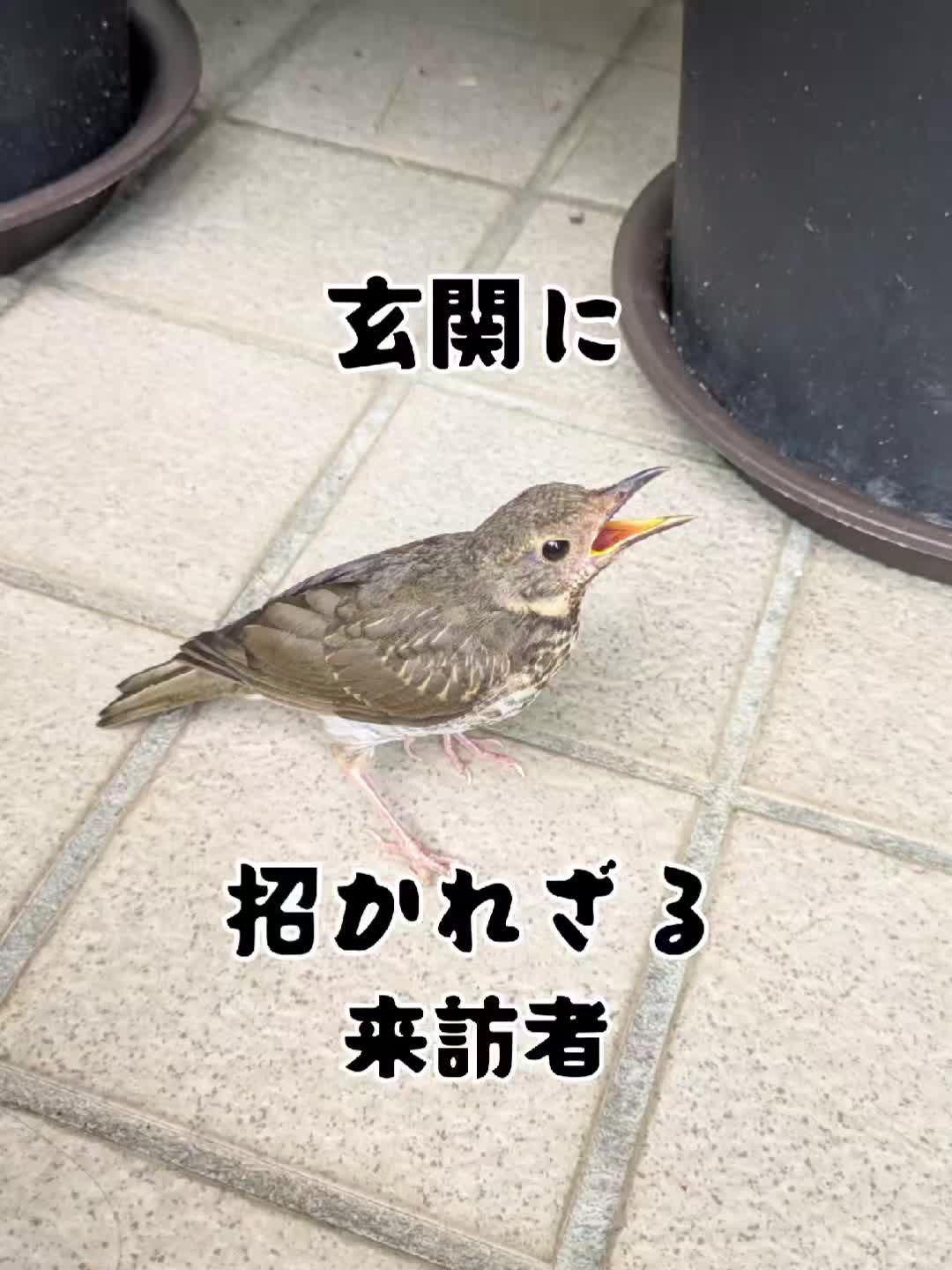 @若旦那