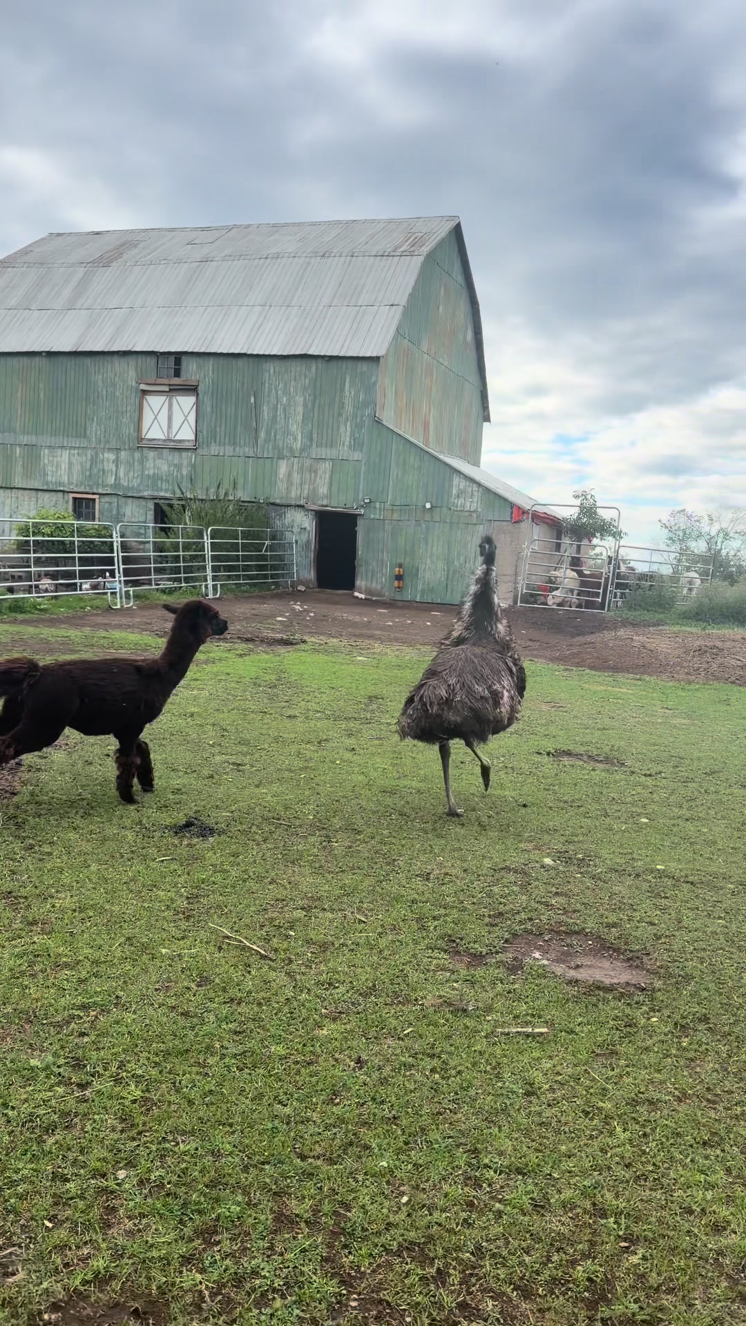 @Useless Farm