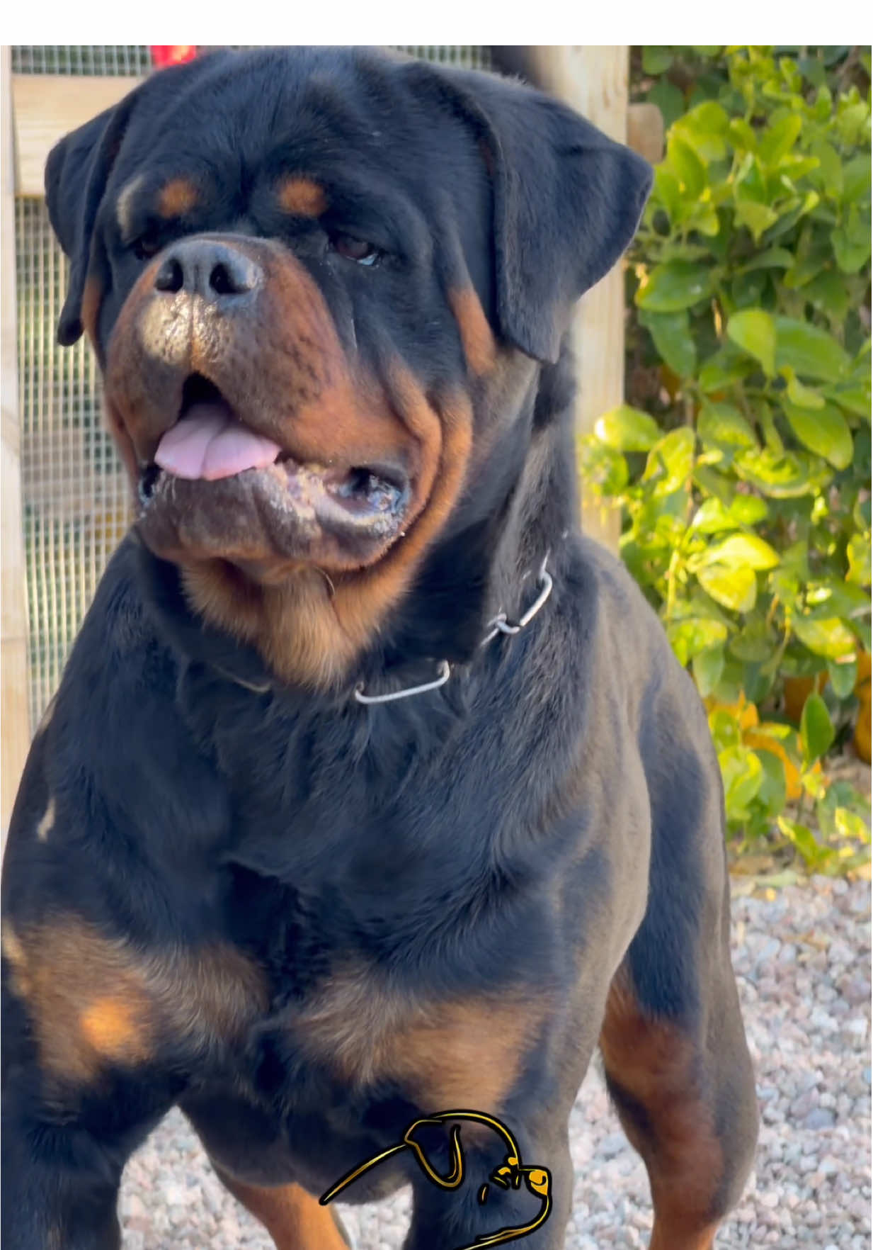 @Proctor House Rottweilers