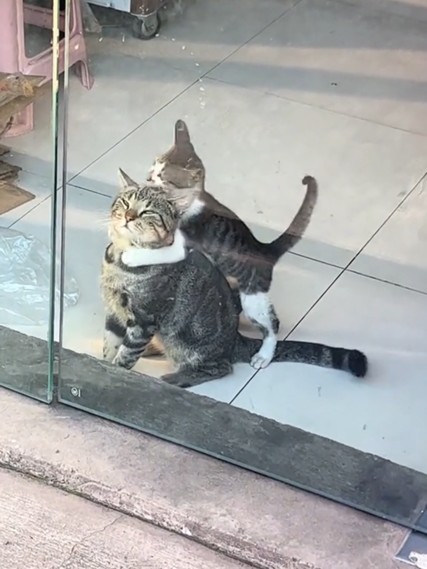 @Random Cat Stuff