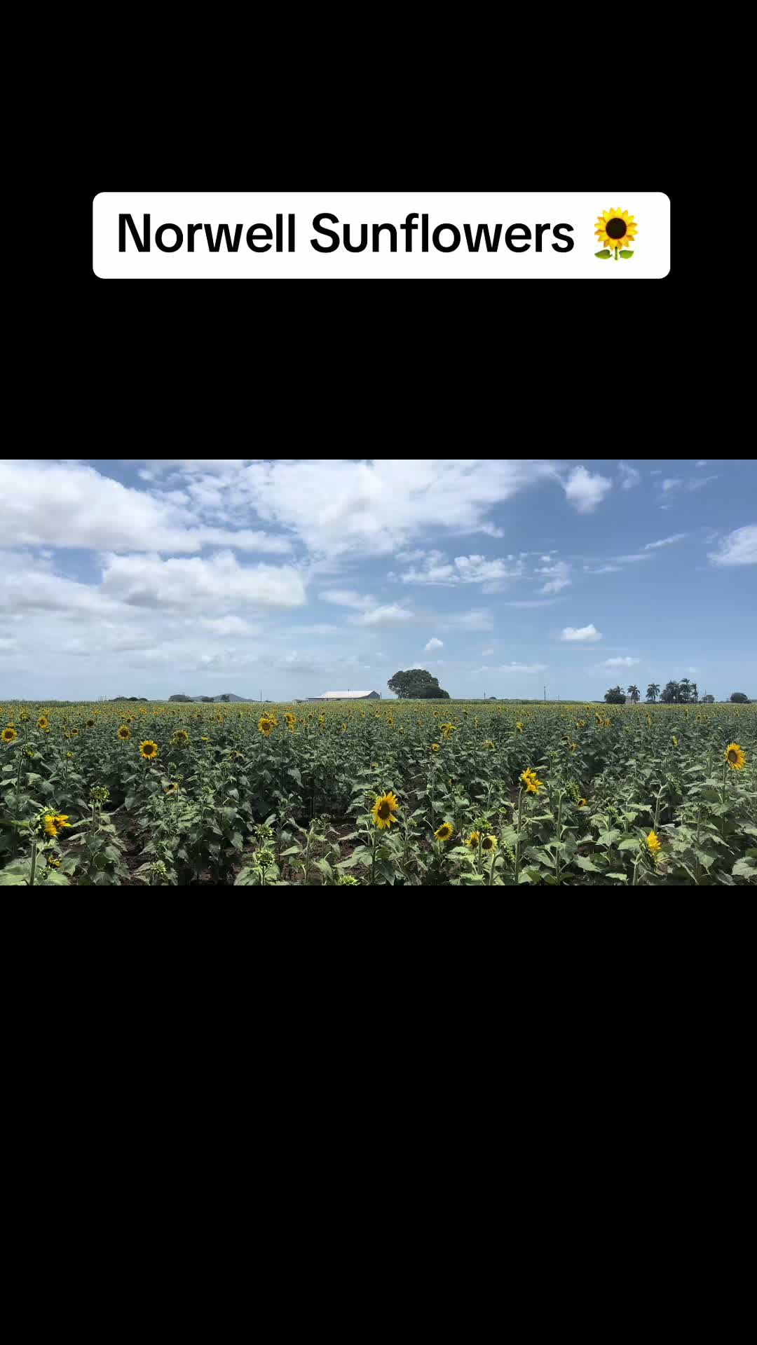 @forty6.lid 🇦🇺🌻