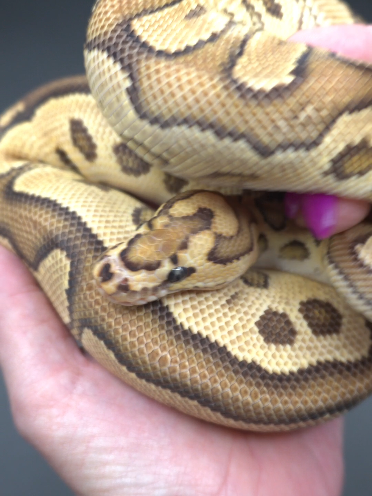 @Proxima Reptilis