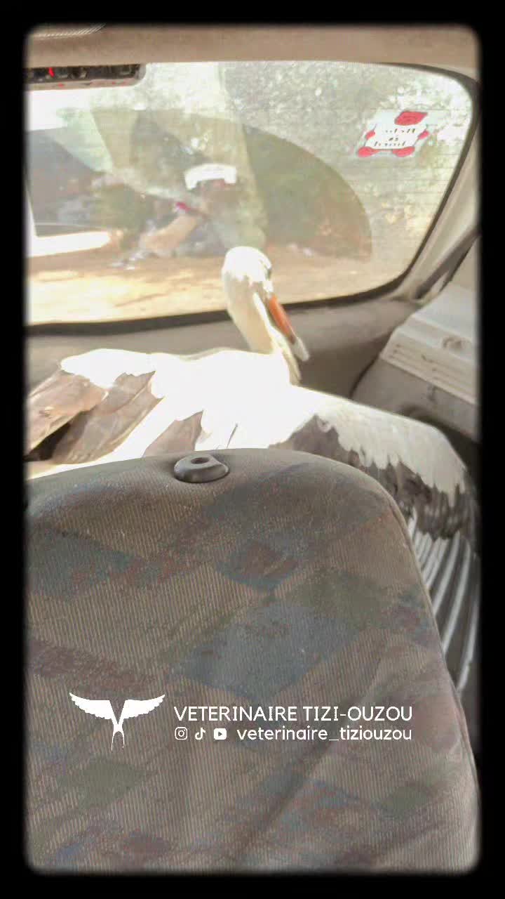@Veterinaire Tizi-Ouzou