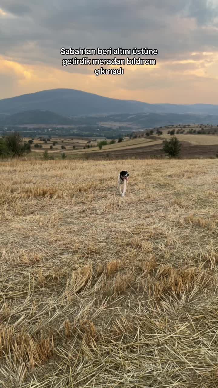@bakioglu78
