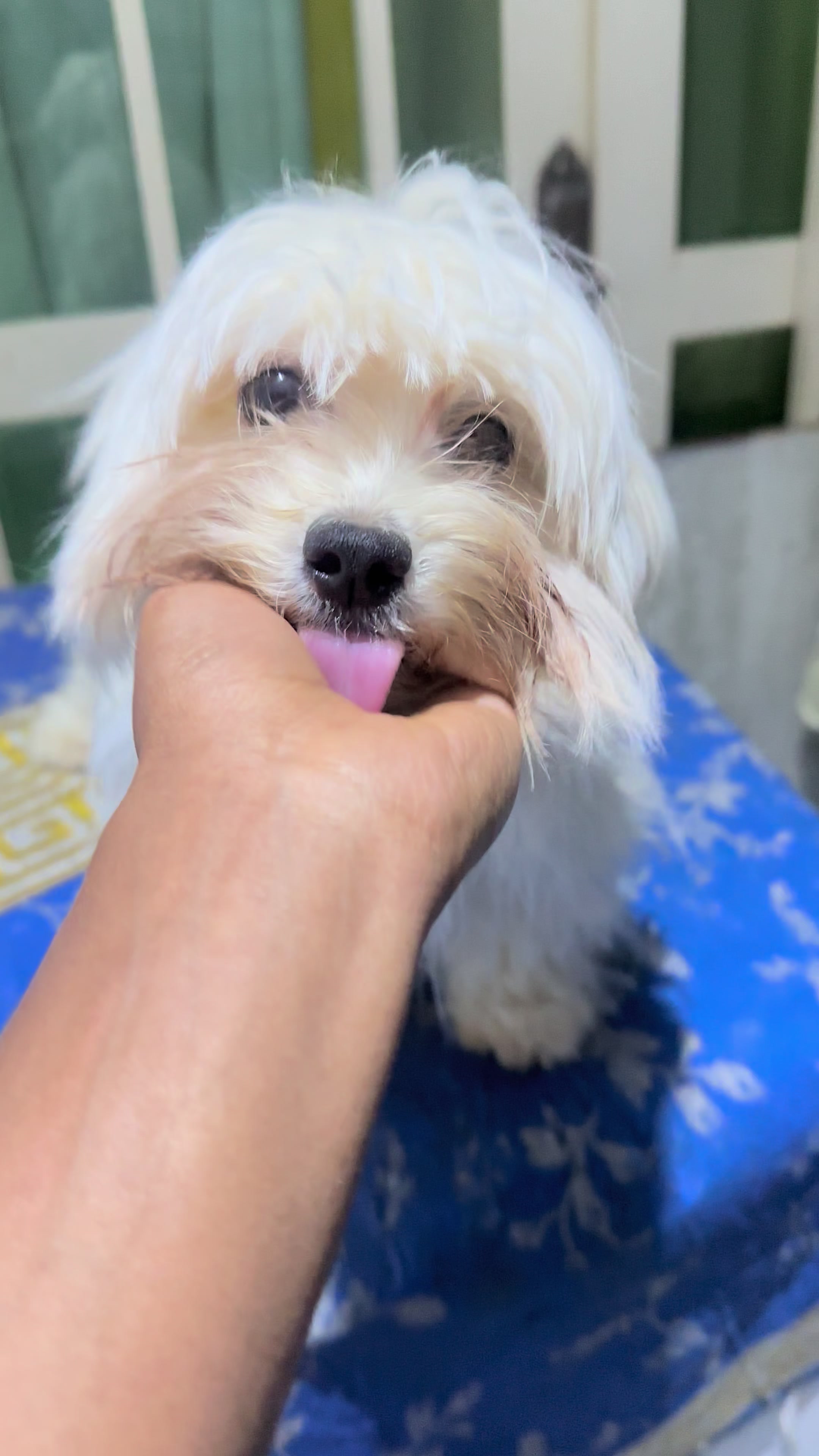 @KENNEL+๐พ