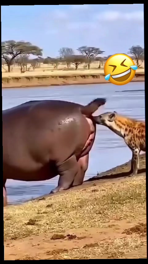 @ahmetkurt