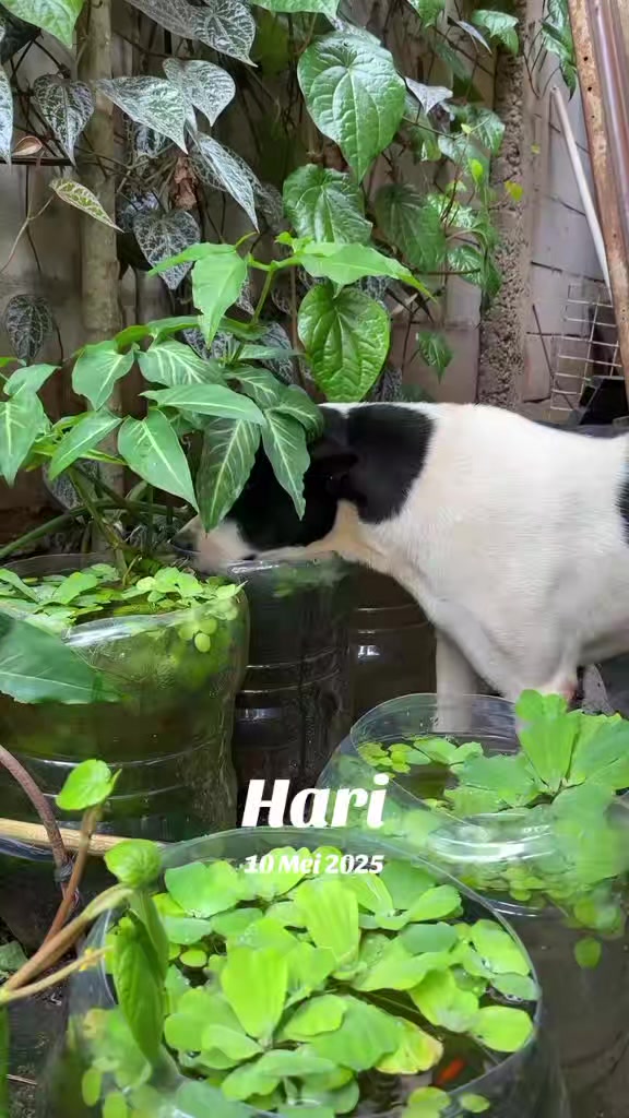@Piara ikan di galon