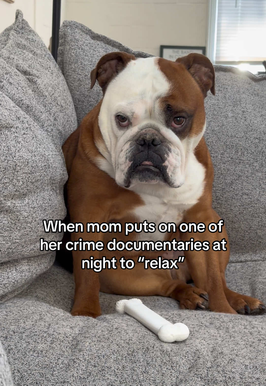 @Poptart The Bulldog