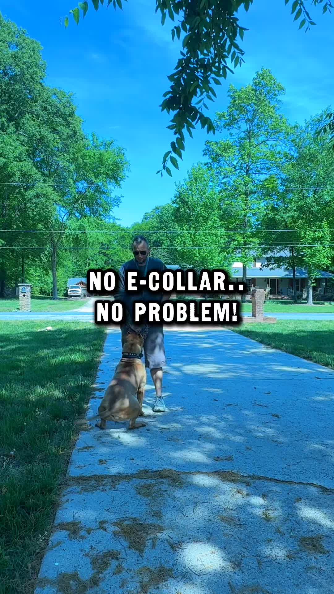 @Lost Boys K9 Academy