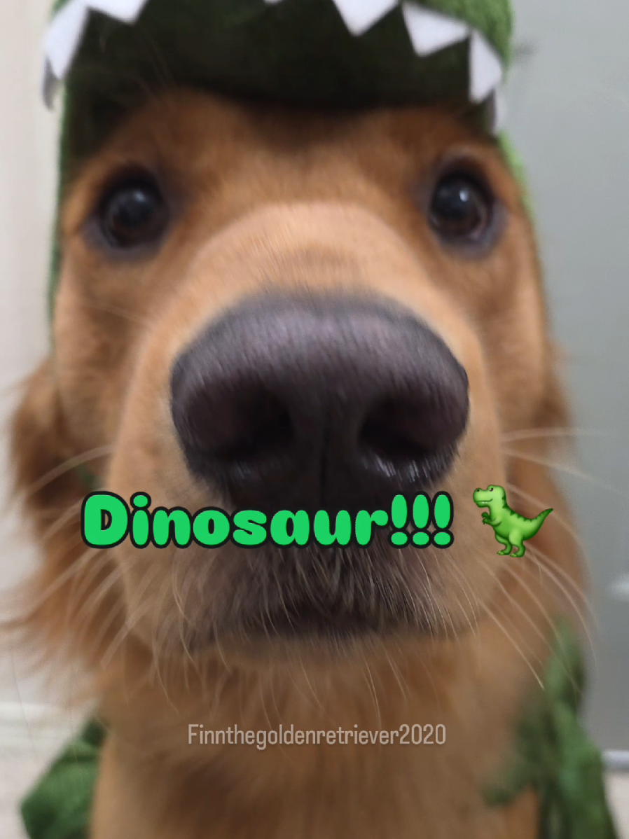 @FINN | The Golden Retriever